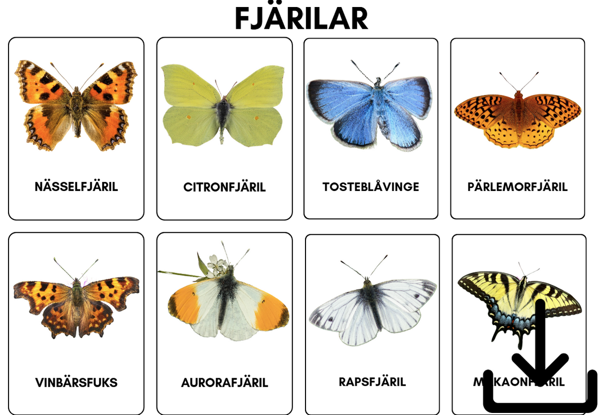 Digital fil- fjärilar svenska