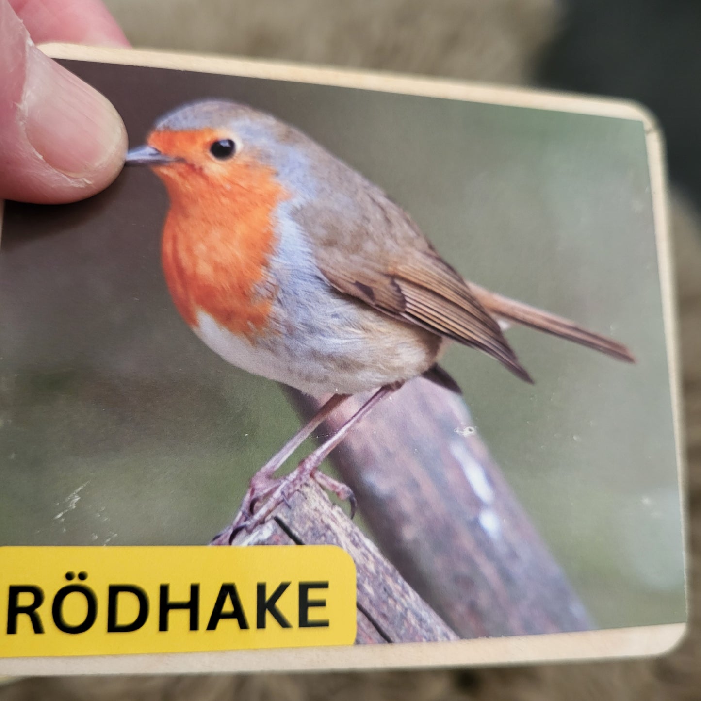 7 bird stickers on wood in Swedish