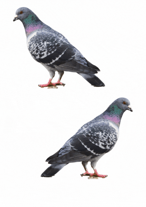 Digital files- 6 different birds (2) with and without names in Swedish