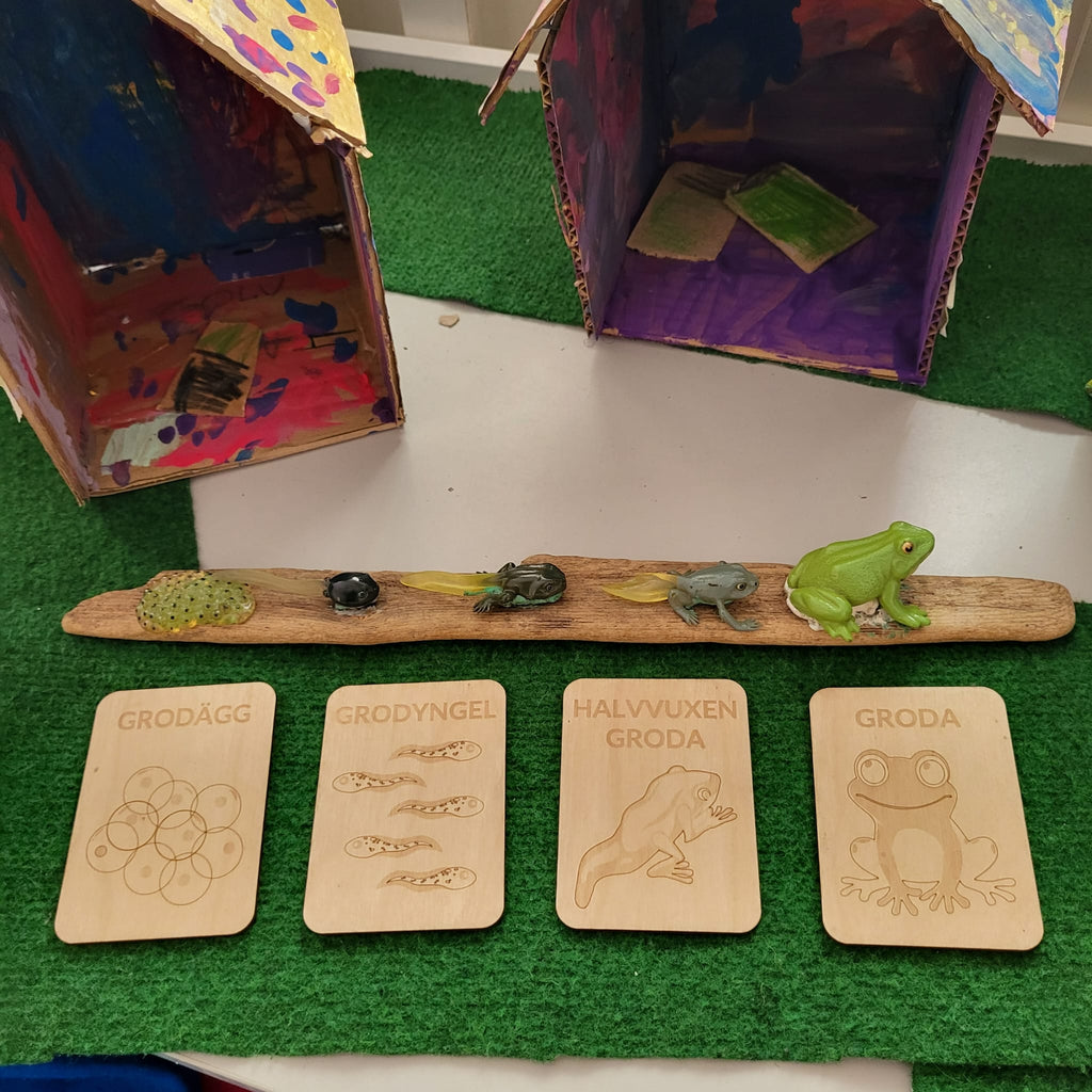 Life cycle frog- Swedish or English