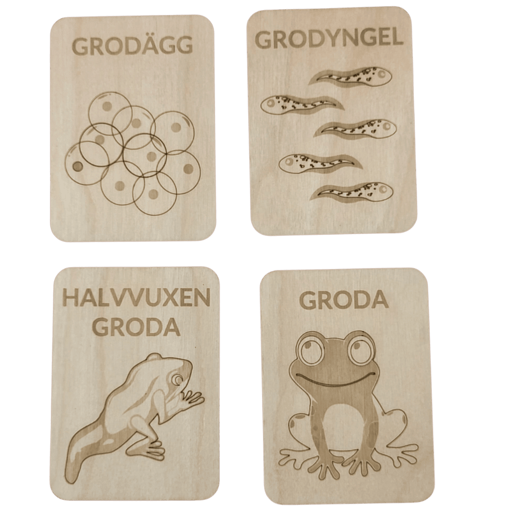 Life cycle frog- Swedish or English