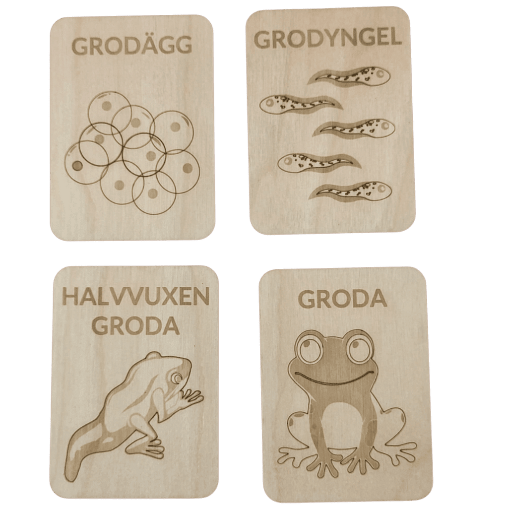 Grodans livscykel – pedagogiskt material i högkvalitativ björk - Wonder.Learn Sweden