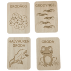 Grodans livscykel – pedagogiskt material i högkvalitativ björk - Wonder.Learn Sweden