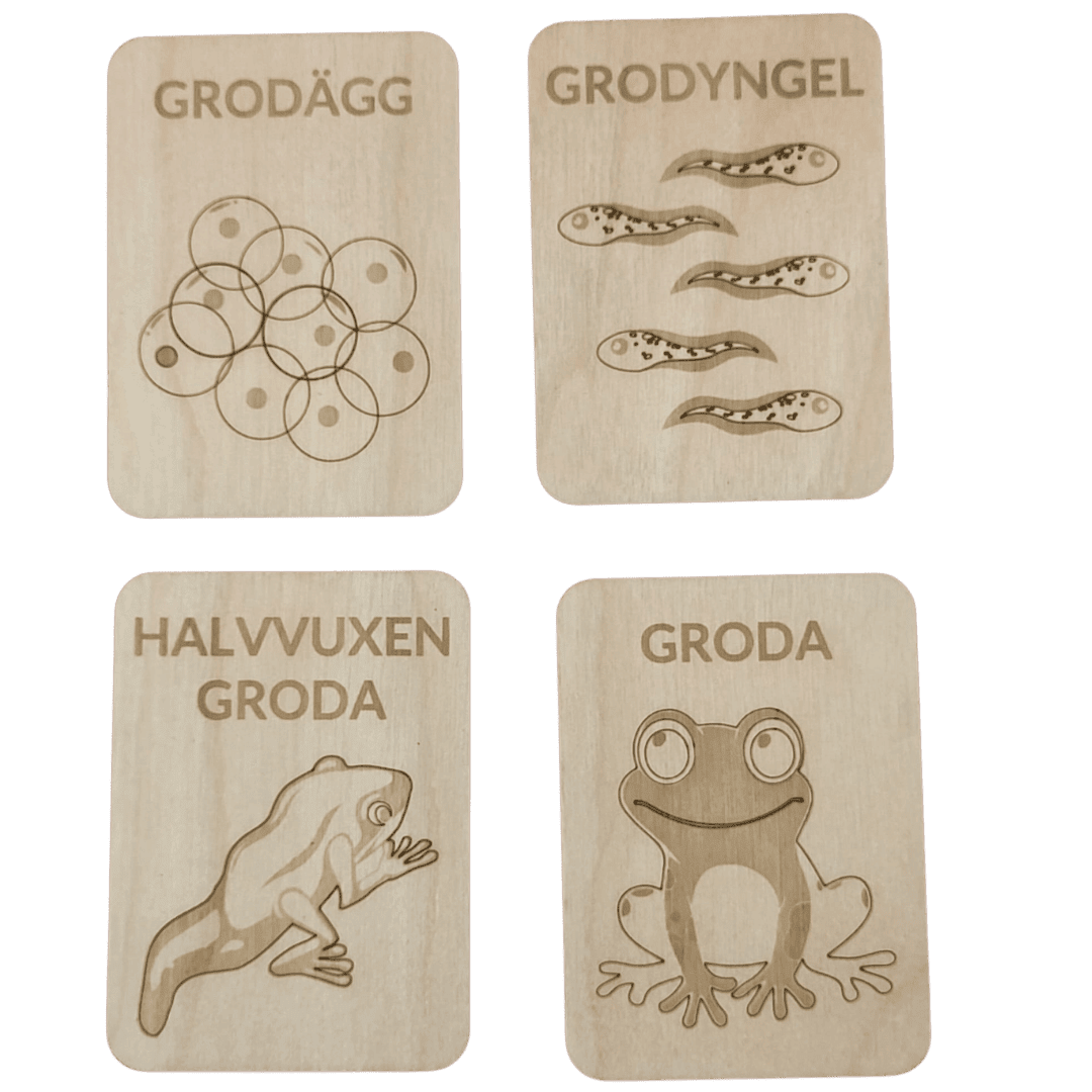 Grodans livscykel – pedagogiskt material i högkvalitativ björk - Wonder.Learn Sweden