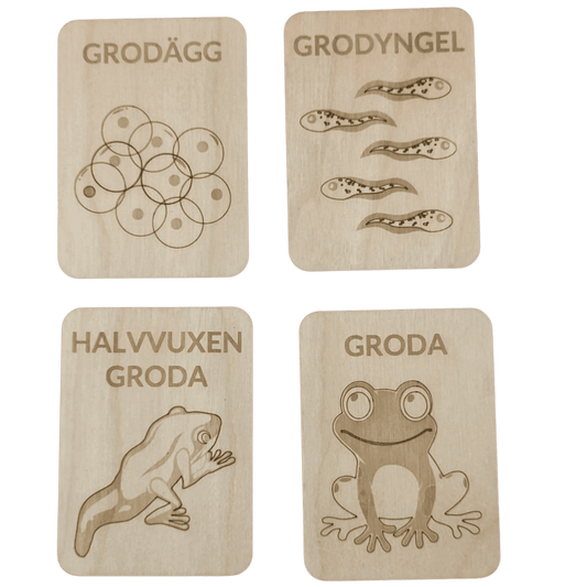 Grodans livscykel – pedagogiskt material i högkvalitativ björk - Wonder.Learn Sweden