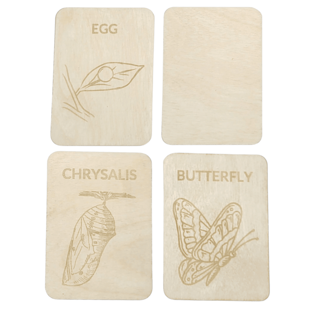 4 Lifecycle butterfly- Swedish or English- 9.5cm