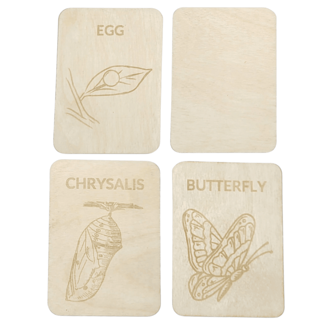 4 Lifecycle butterfly- Swedish or English- 9.5cm