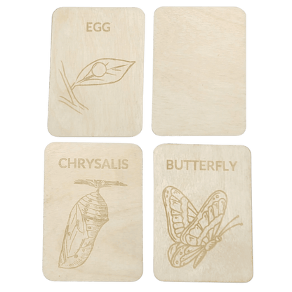 4 Lifecycle butterfly- Swedish or English- 9.5cm