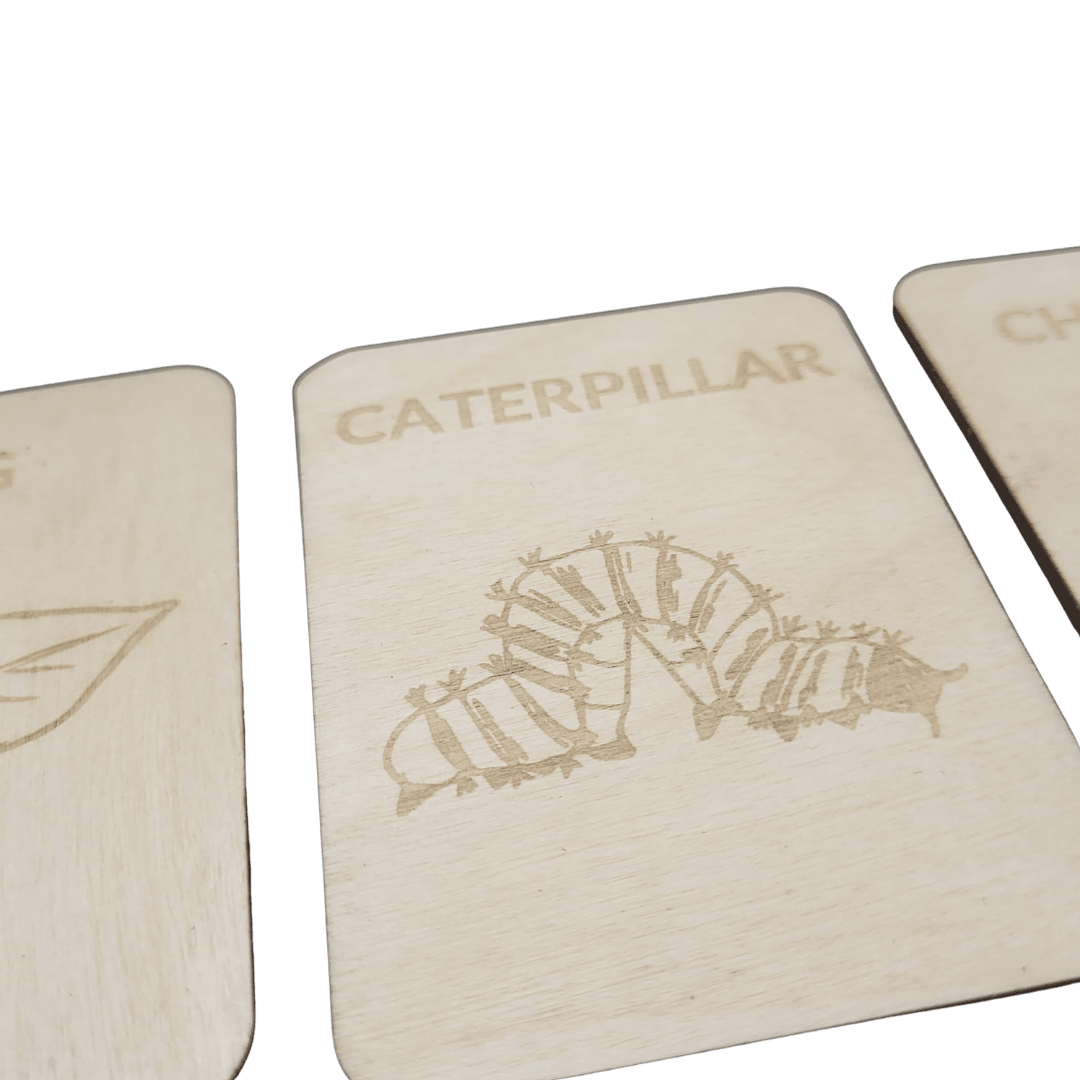 4 Lifecycle butterfly- Swedish or English- 9.5cm