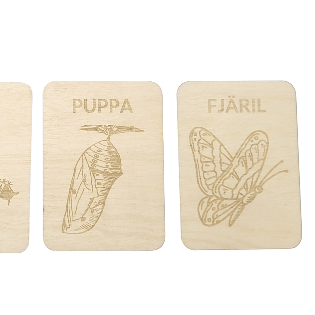 4 Lifecycle butterfly- Swedish or English- 9.5cm