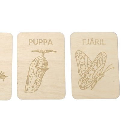 4 Lifecycle butterfly- Swedish or English- 9.5cm