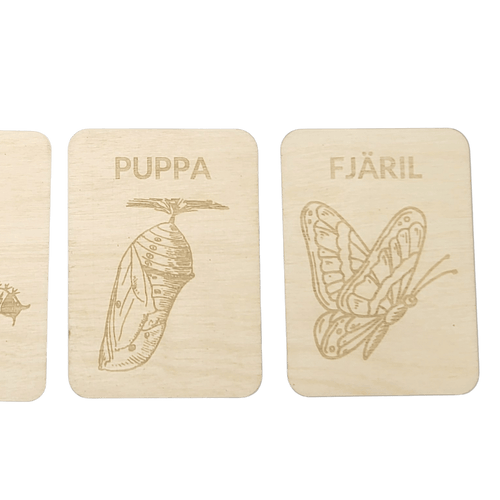 Fjärilens livscykel – lärande som väcker nyfikenhet