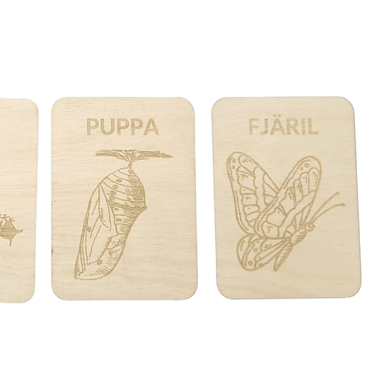 4 Lifecycle butterfly- Swedish or English- 9.5cm