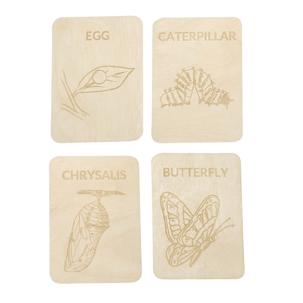 4 Lifecycle butterfly- Swedish or English- 9.5cm