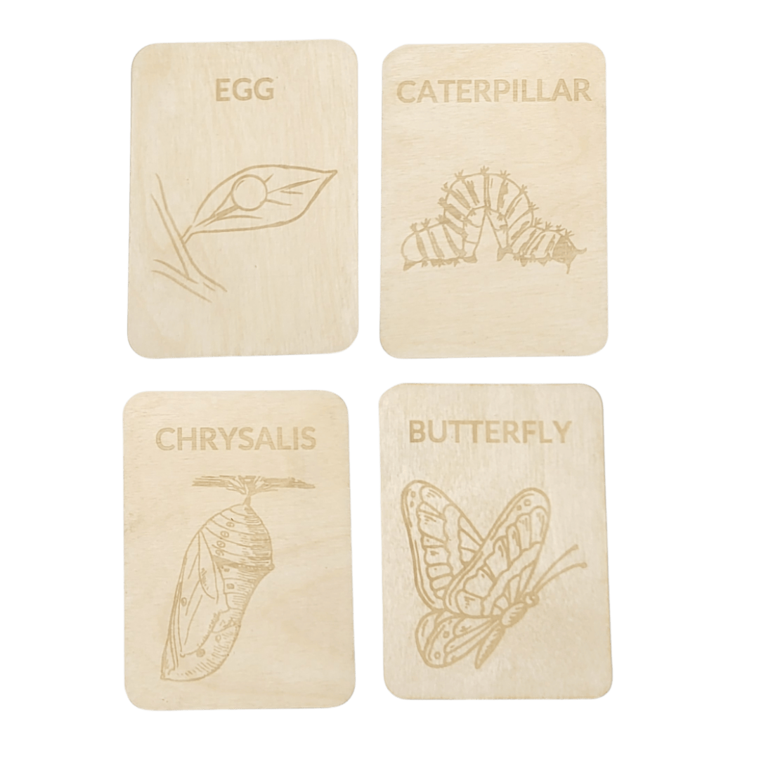 4 Lifecycle butterfly- Swedish or English- 9.5cm