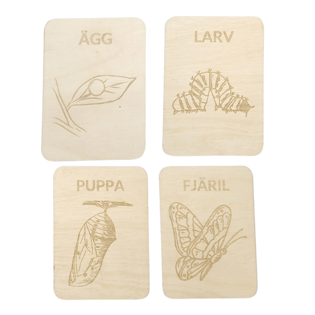 4 Lifecycle butterfly- Swedish or English- 9.5cm