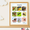 Digital fil- insekter på engelska (US och UK)