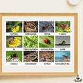 Digital fil- insekter på svenska 2