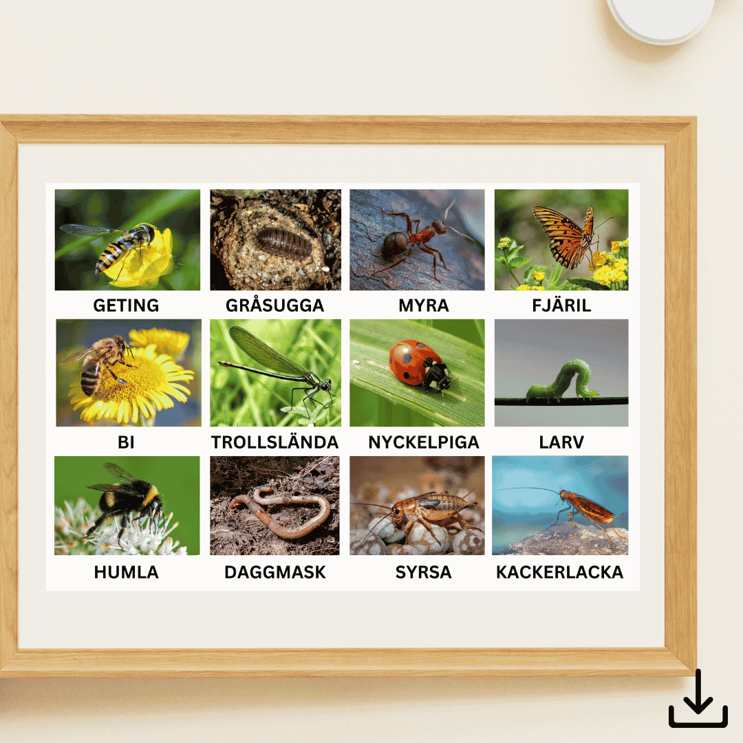 Digital fil- insekter på svenska 2