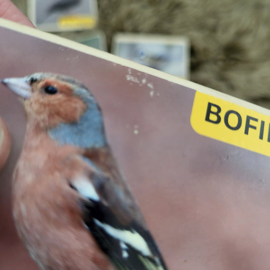 7 bird stickers on wood in Swedish