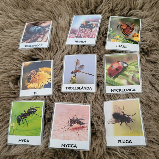 9 insect laminated photo pictures with magnets