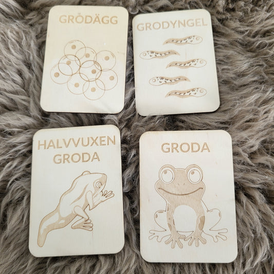 Life cycle of a frog Swedish