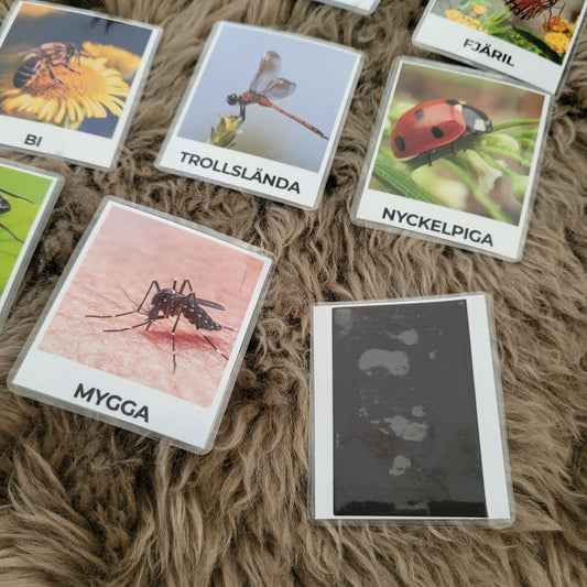 9 insect laminated photo pictures with magnets