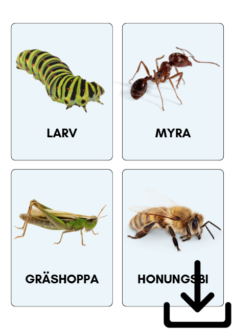 Digital fil- småkryp på svenska