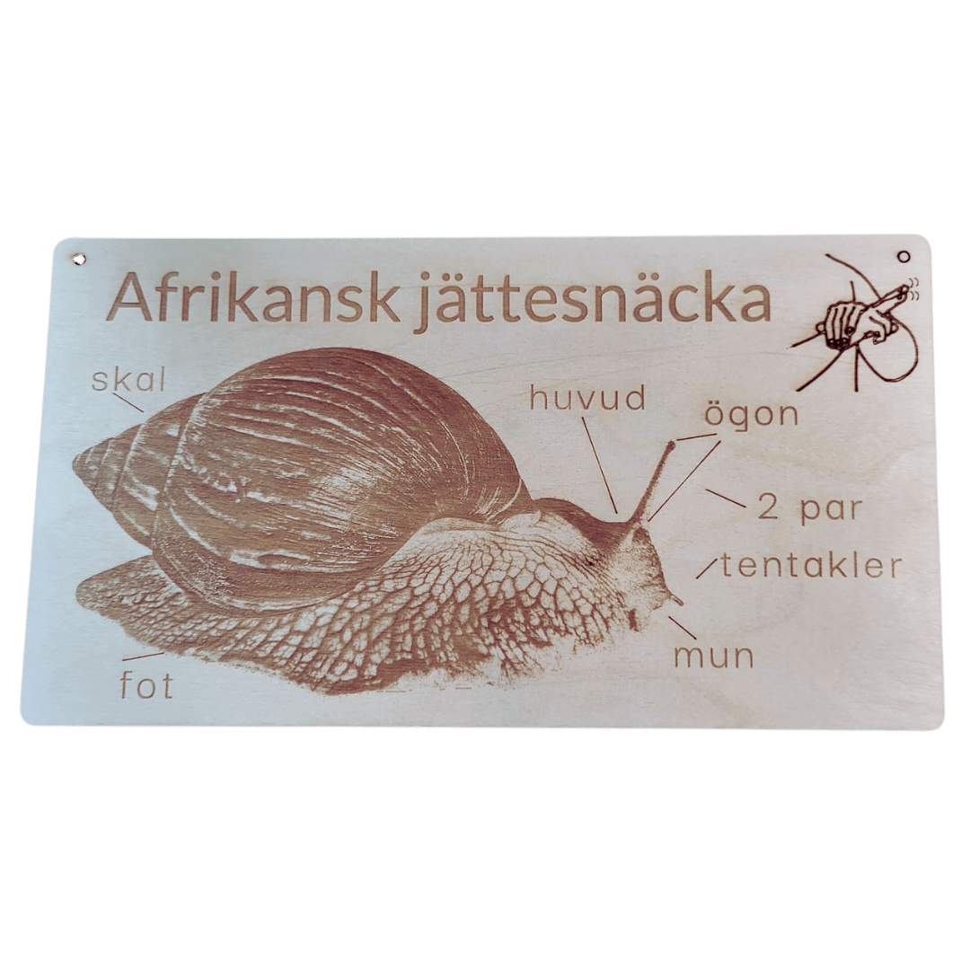 Snail poster- Swedish or English