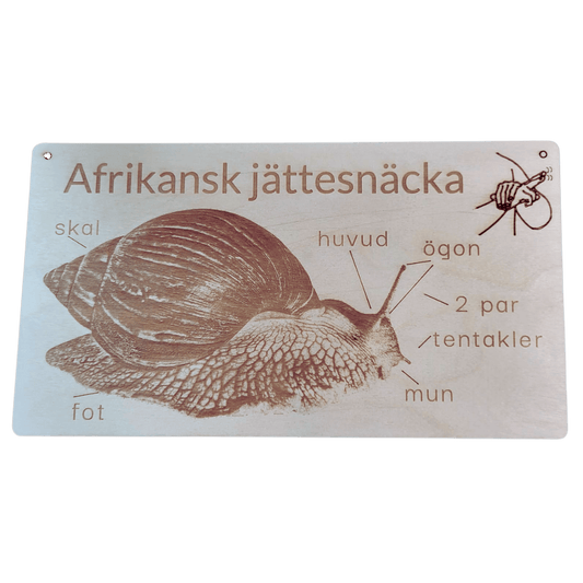Snail poster- Swedish or English